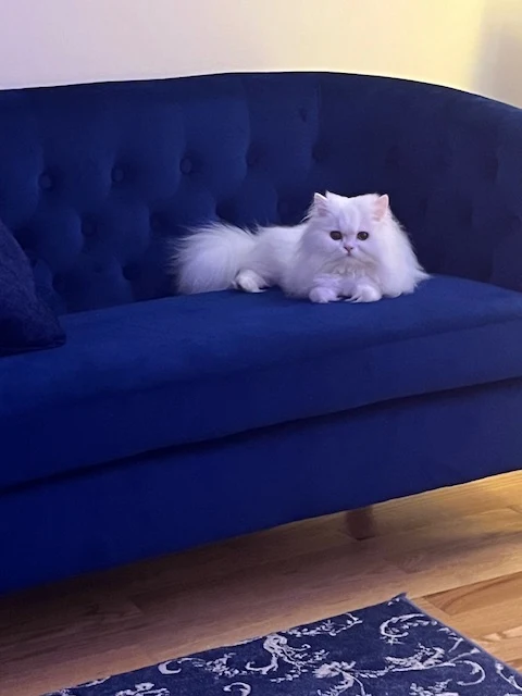 thepersiancats