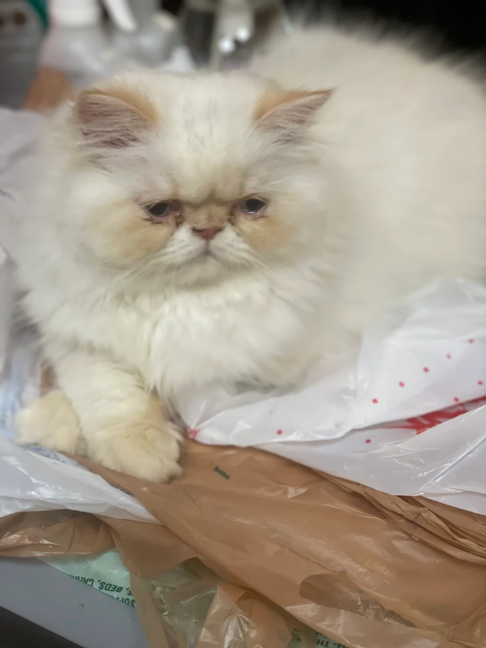 thepersiancats