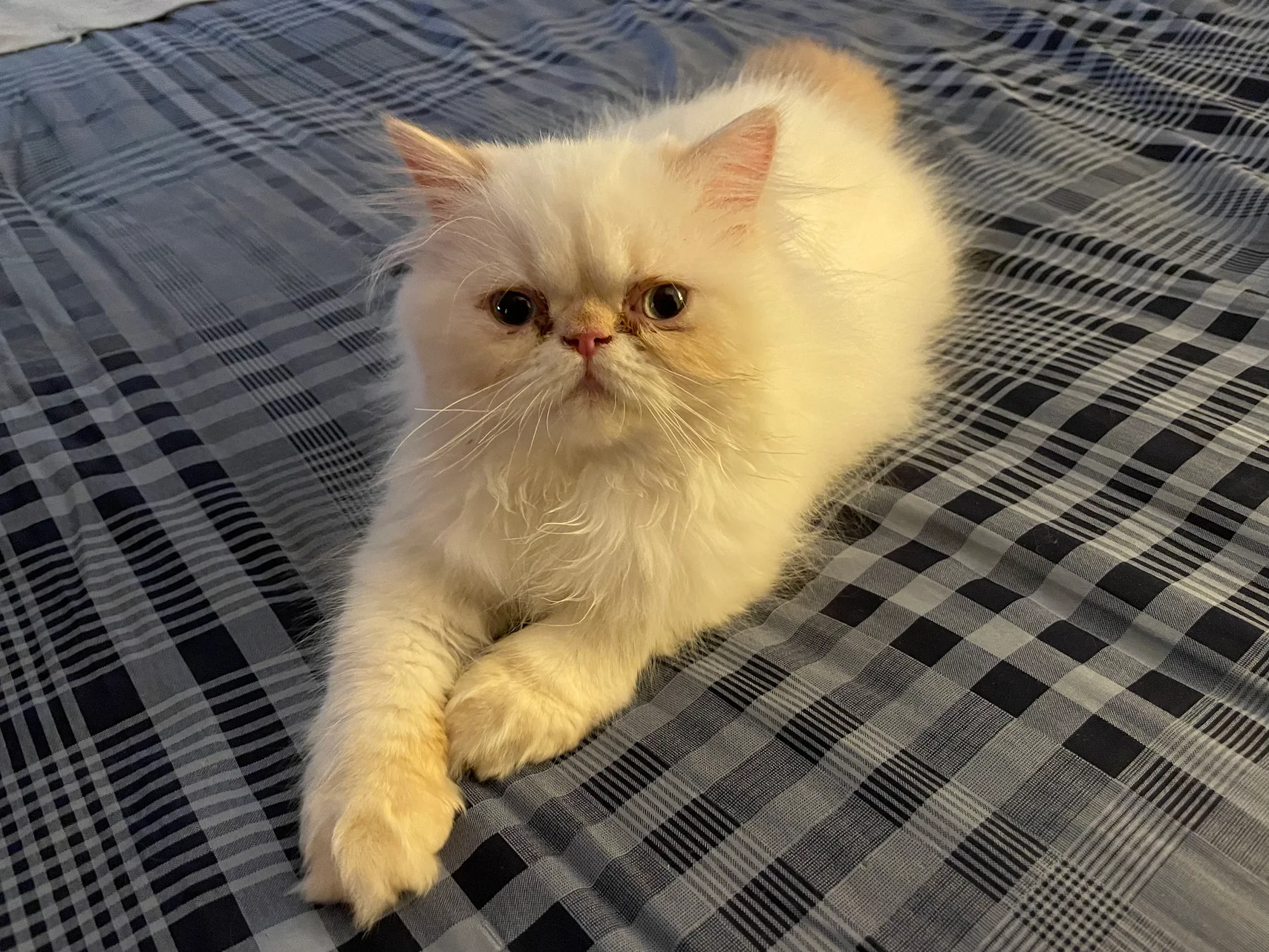 thepersiancats