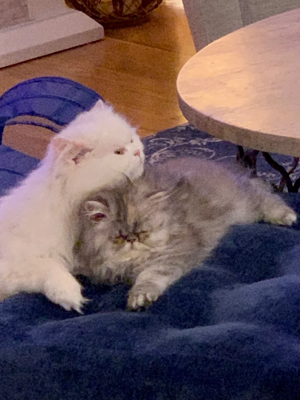 thepersiancats