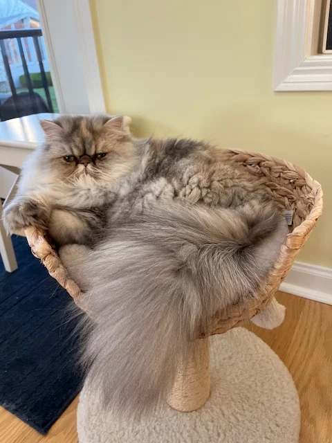 thepersiancats