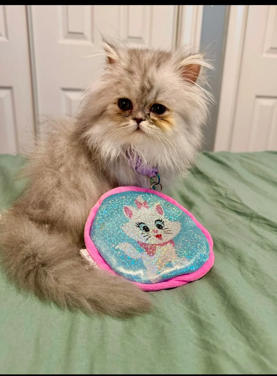 thepersiancats