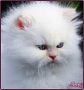 thepersiancats