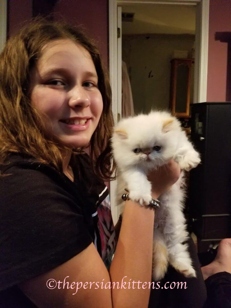 thepersiancats